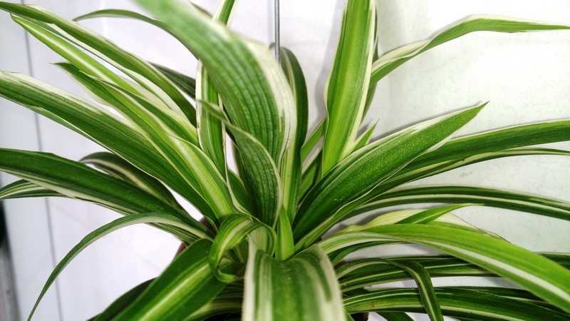 Plants that purify air at home