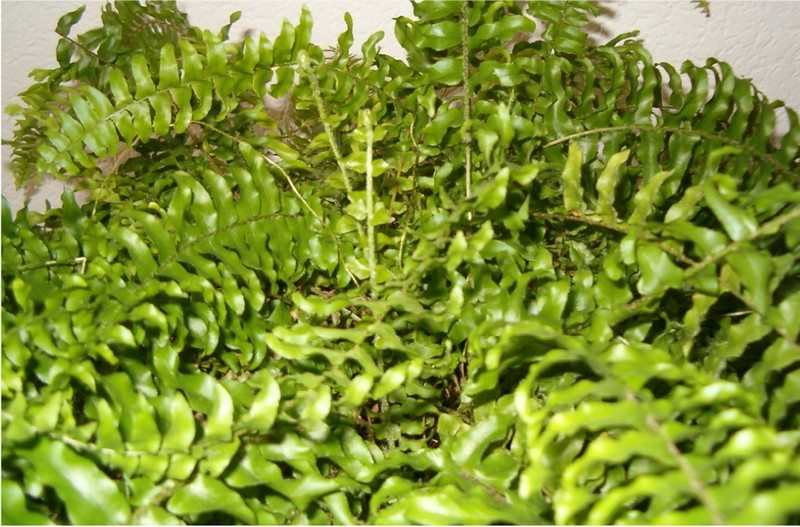 Plants that purify air at home