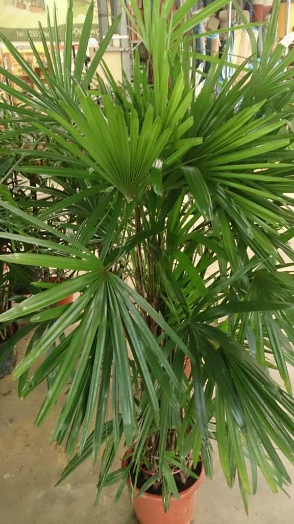 Plants that purify air at home