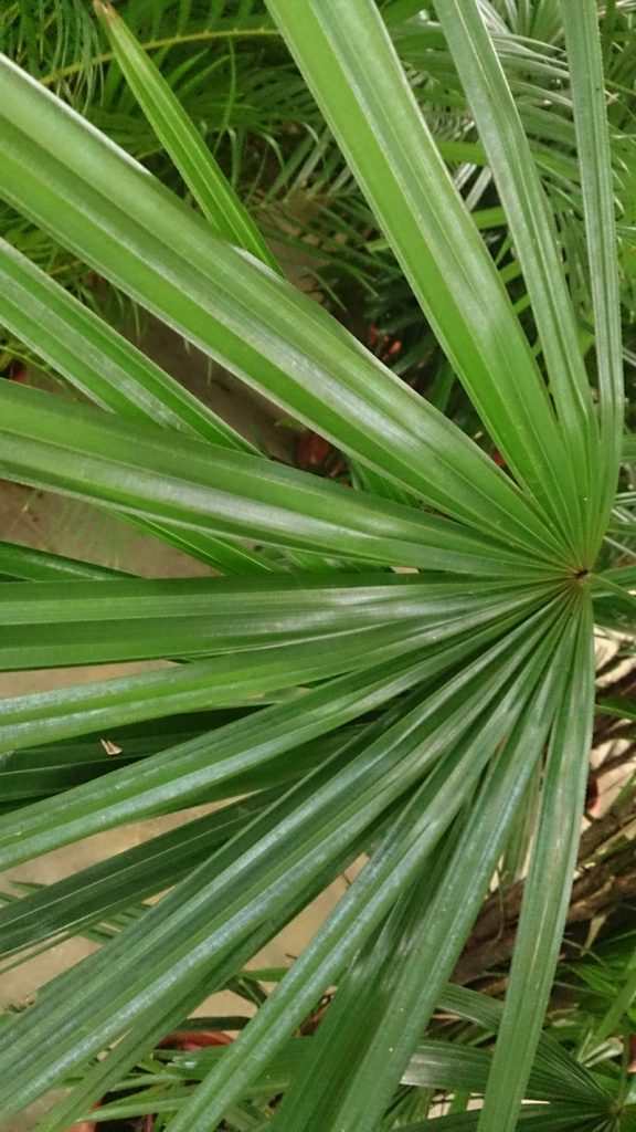 Plants that purify air at home