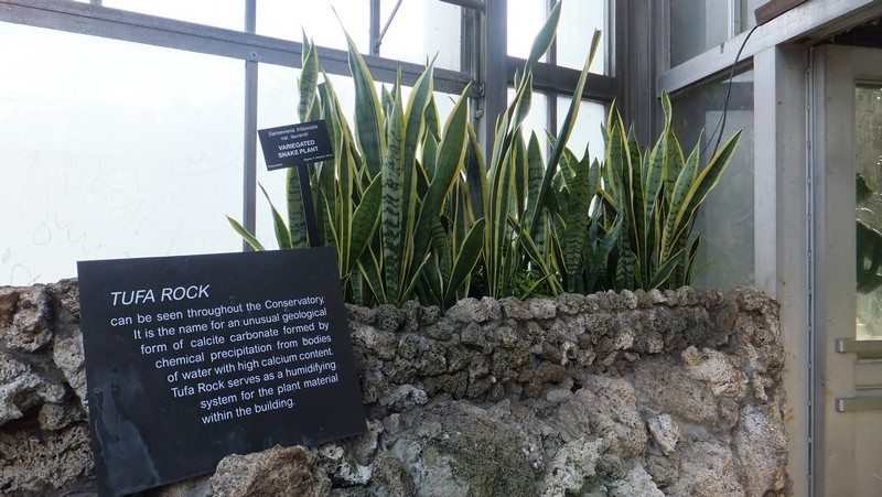 Plants that purify air at home