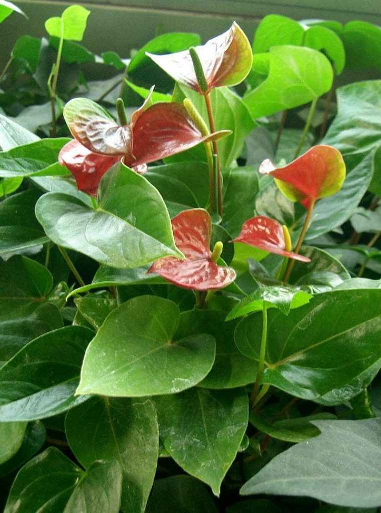 Plants that purify air at home