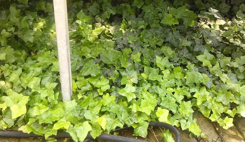 Plants that purify air at home