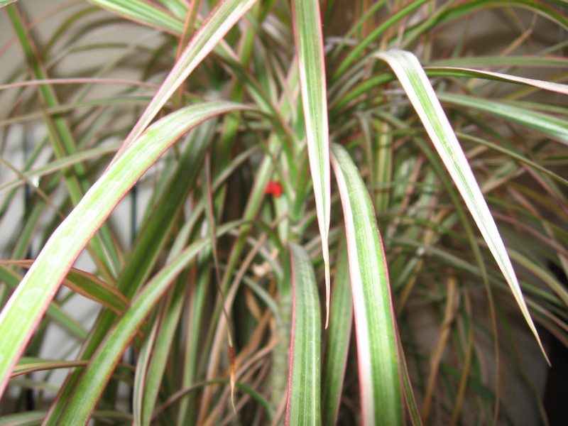 Plants that purify air at home