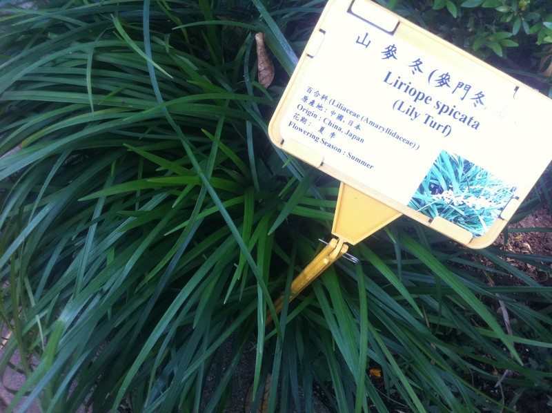 Plants that purify air at home