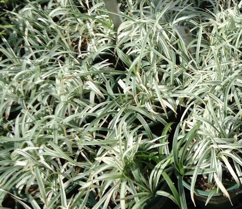 Plants that purify air at home