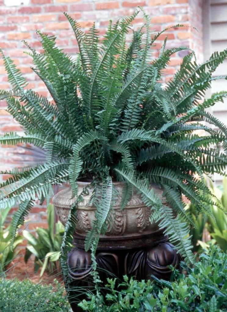 Plants that purify air at home