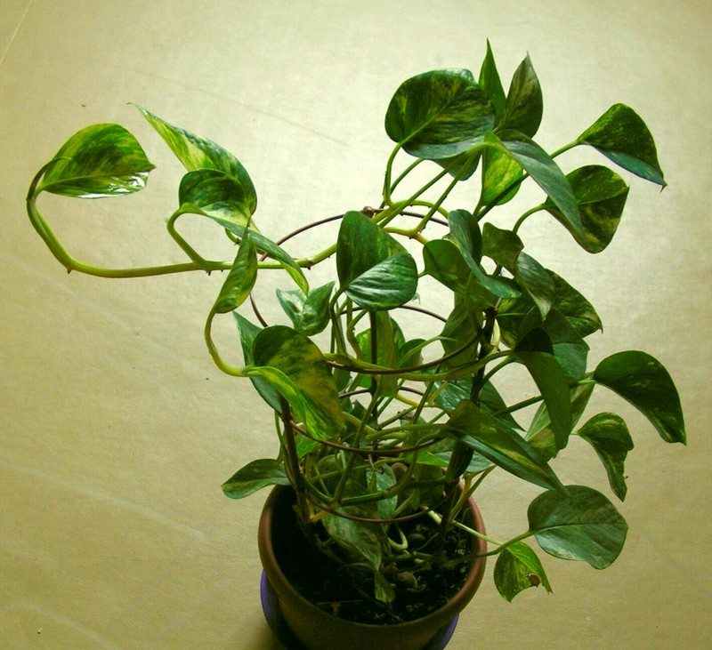 Plants that purify air at home