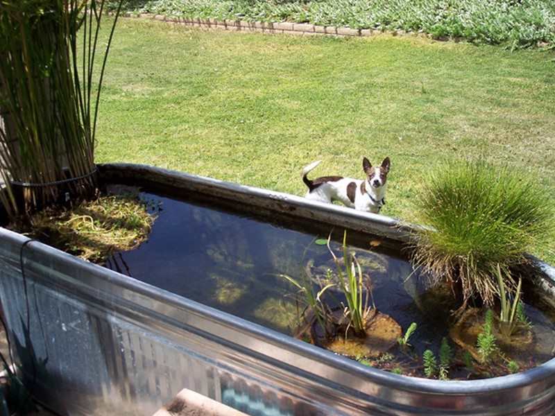 Backyard Ponds and Aquariums