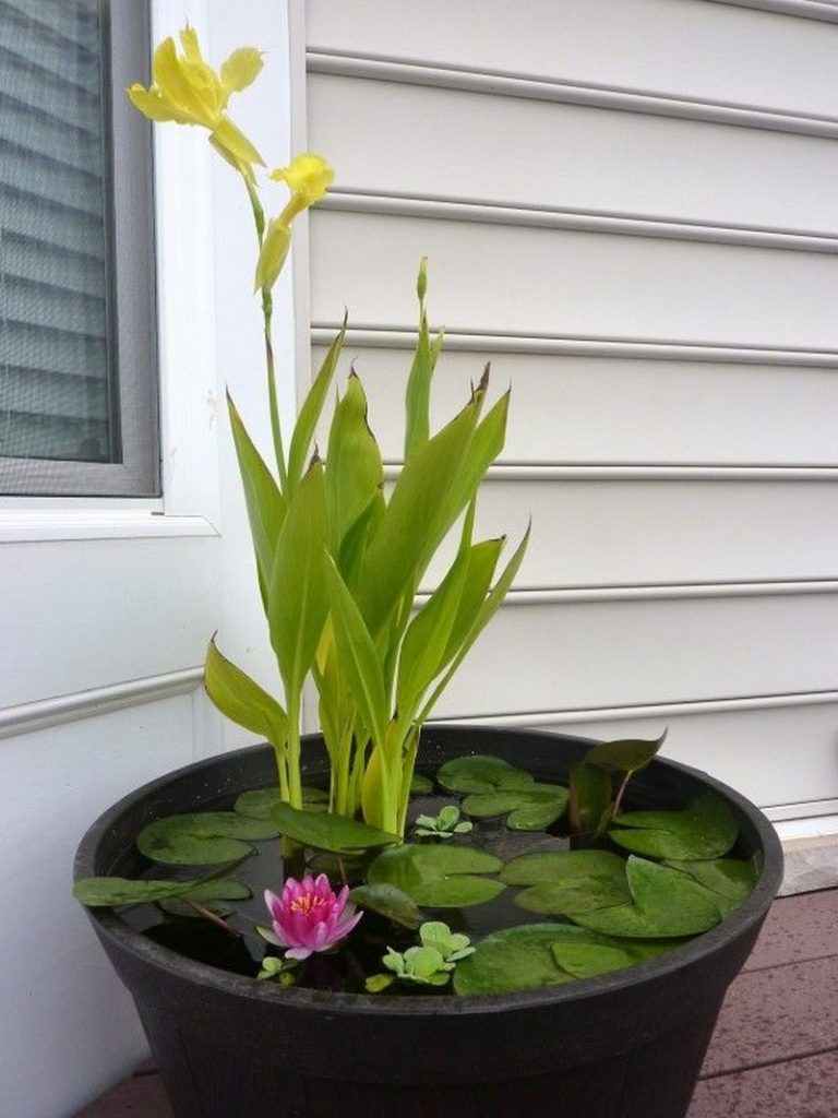 Backyard Ponds and Aquariums