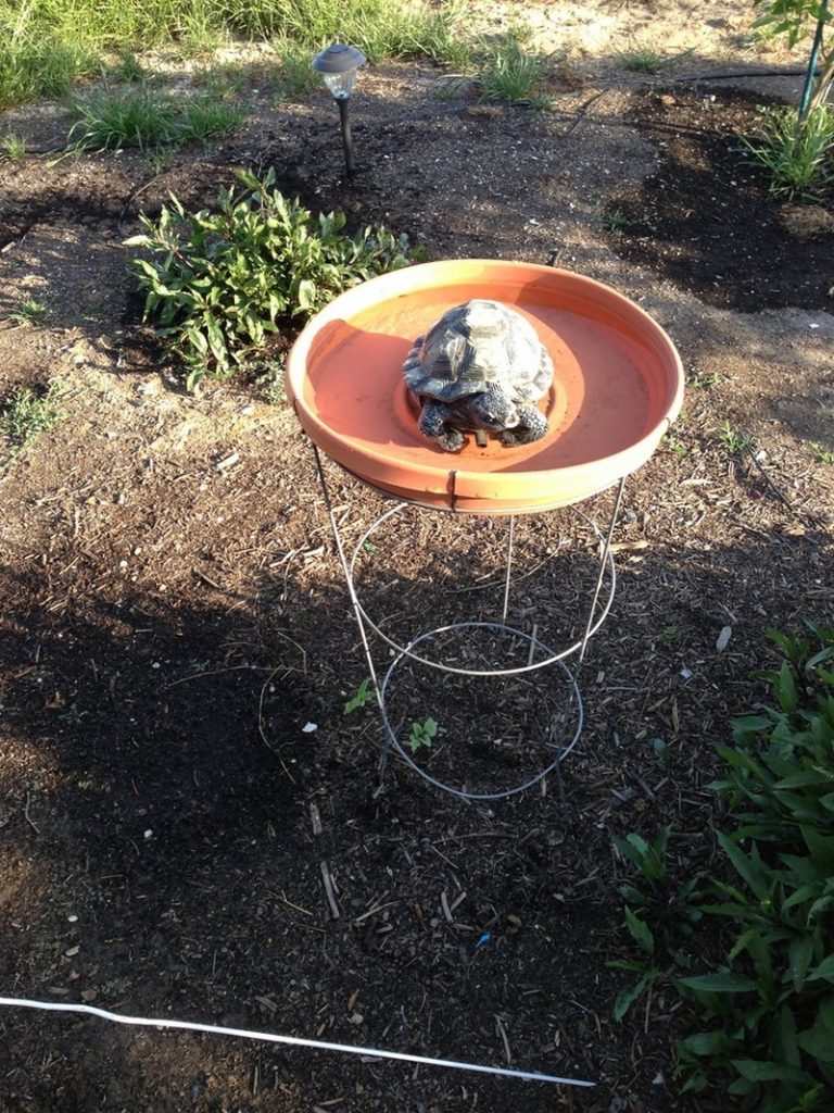 Tomato Cage Bird Bath