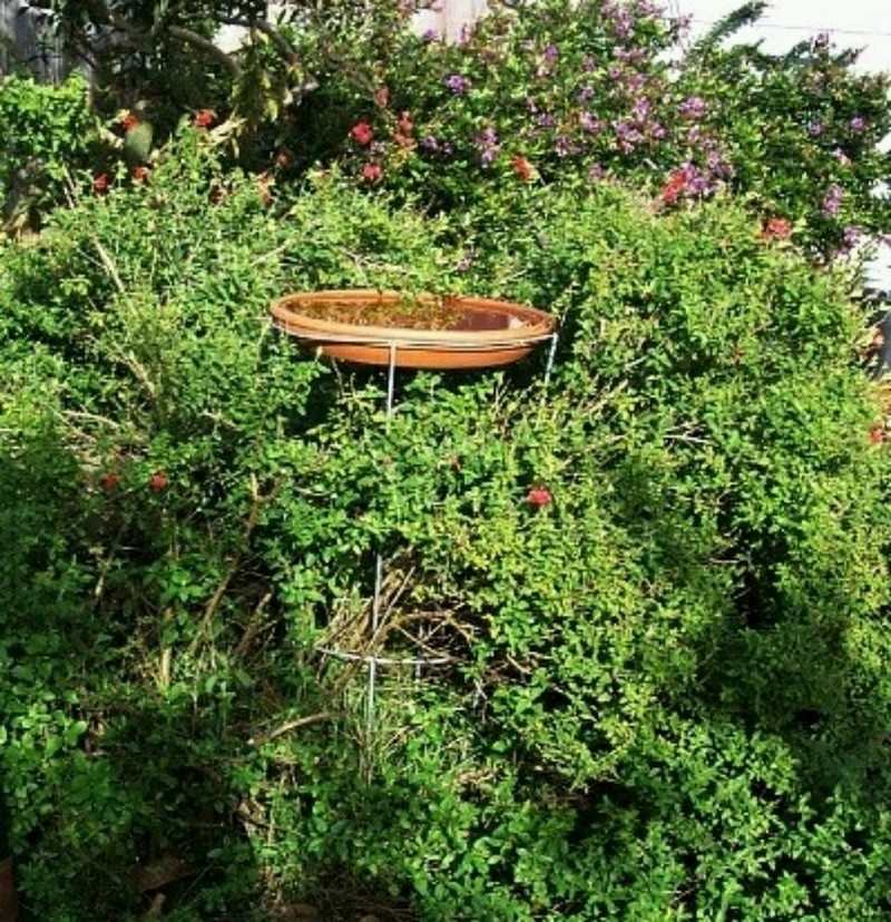 Tomato Cage Bird Bath