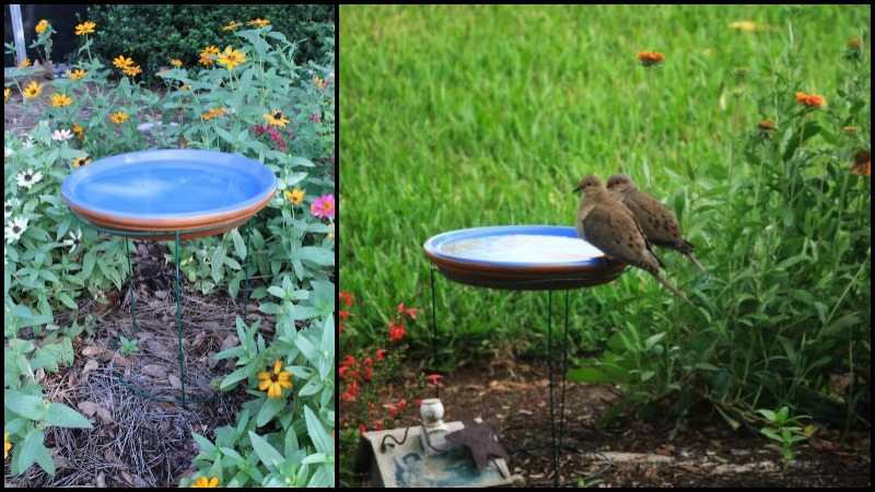 Tomato Cage Bird Bath