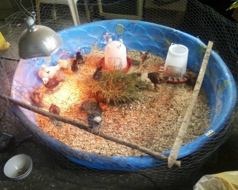 Chick Brooder Ideas