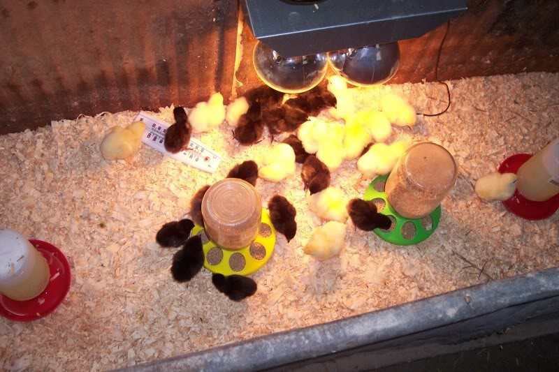 Chick Brooder Ideas