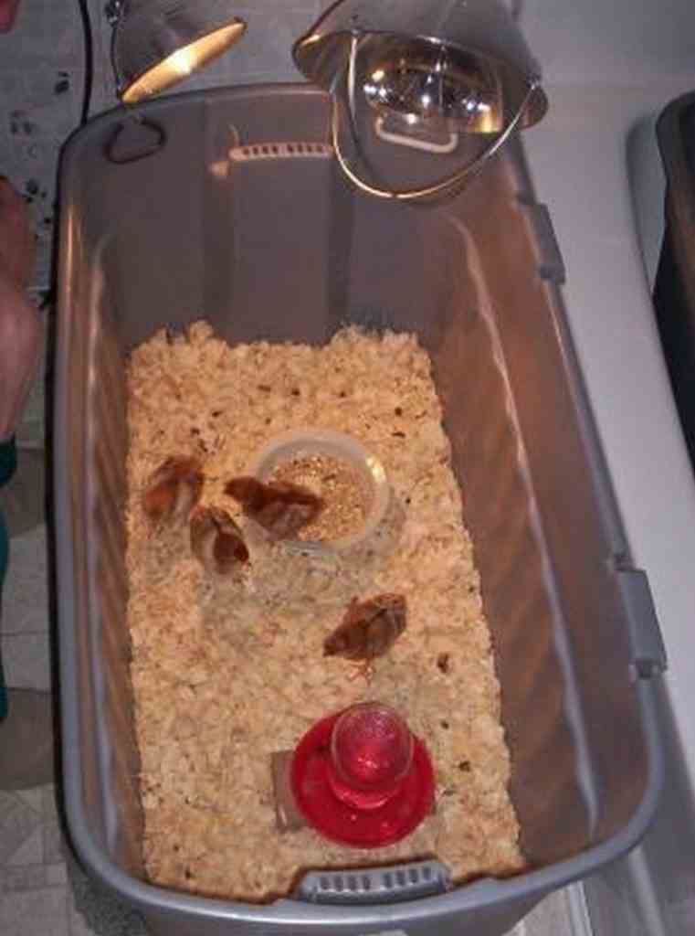 Chick Brooder Ideas