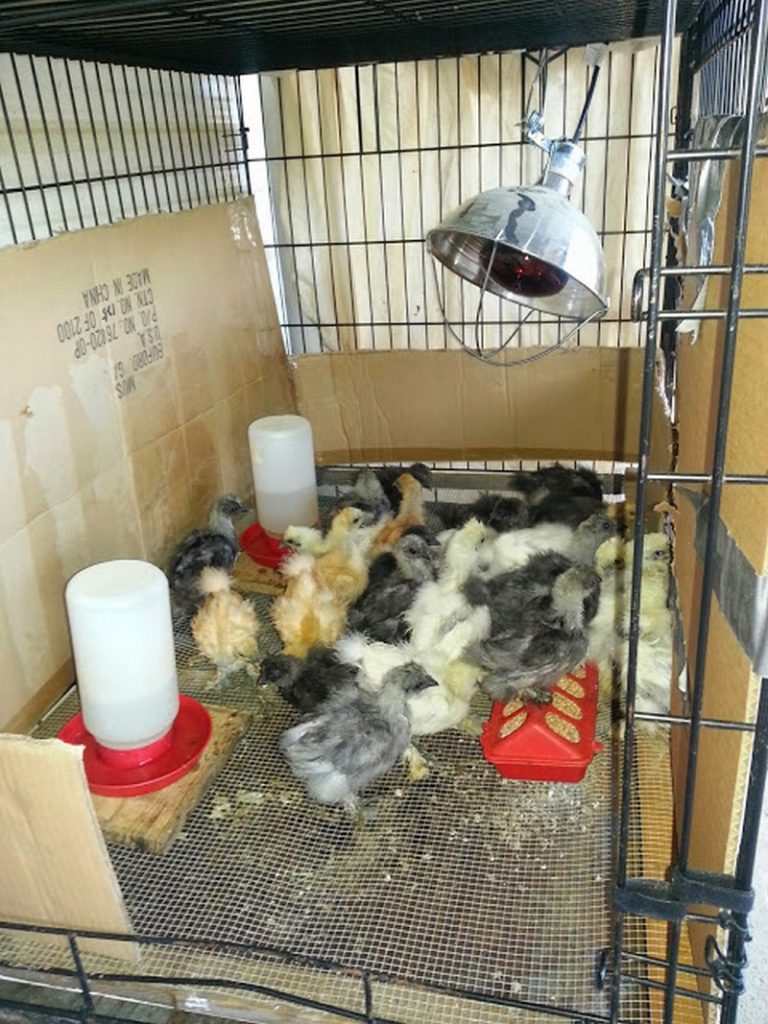 Chick Brooder Ideas