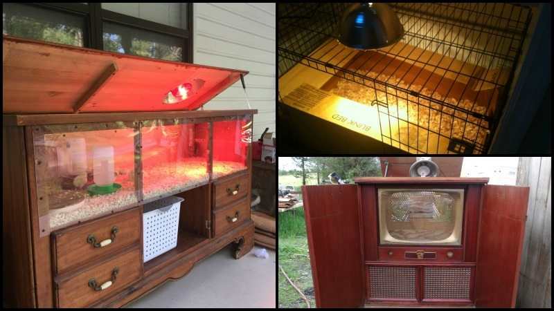 Clever Chick Brooder Ideas Main Image