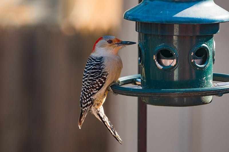 Birdfeeders and birdhouses quickly and easily attract pleasant garden visitors.