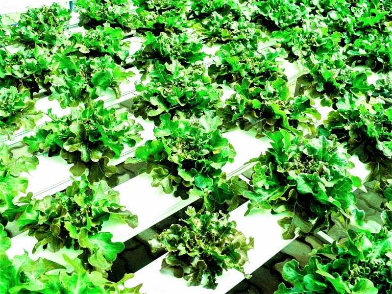 Hydroponic plant owners are “plant parents,” too.