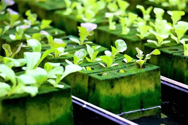 Hydroponic systems are not what they used to be. 