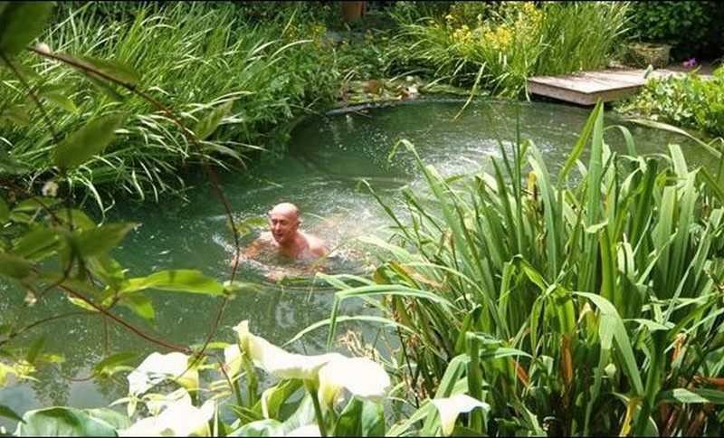 Person swimming in a lush backyard natural swimming pond with aquatic plants and flowering edges.
