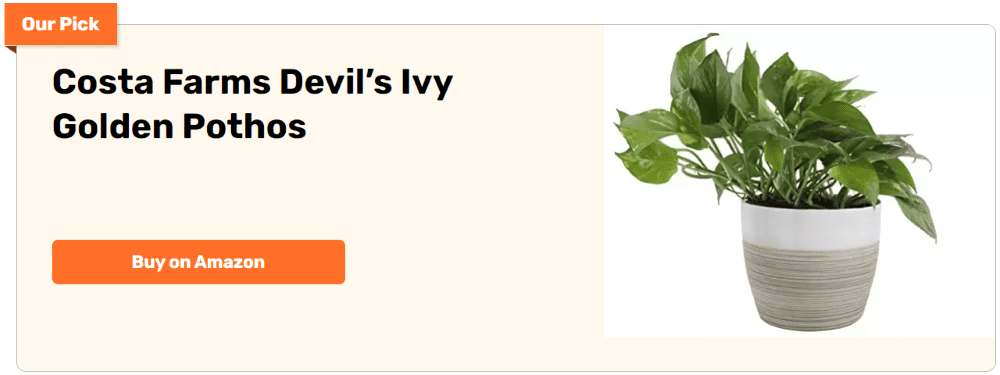 Costa Farms Devil's Icy Golden Pothos