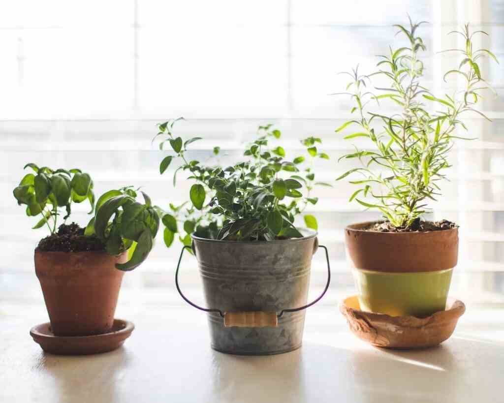 Indoor Garden Ideas