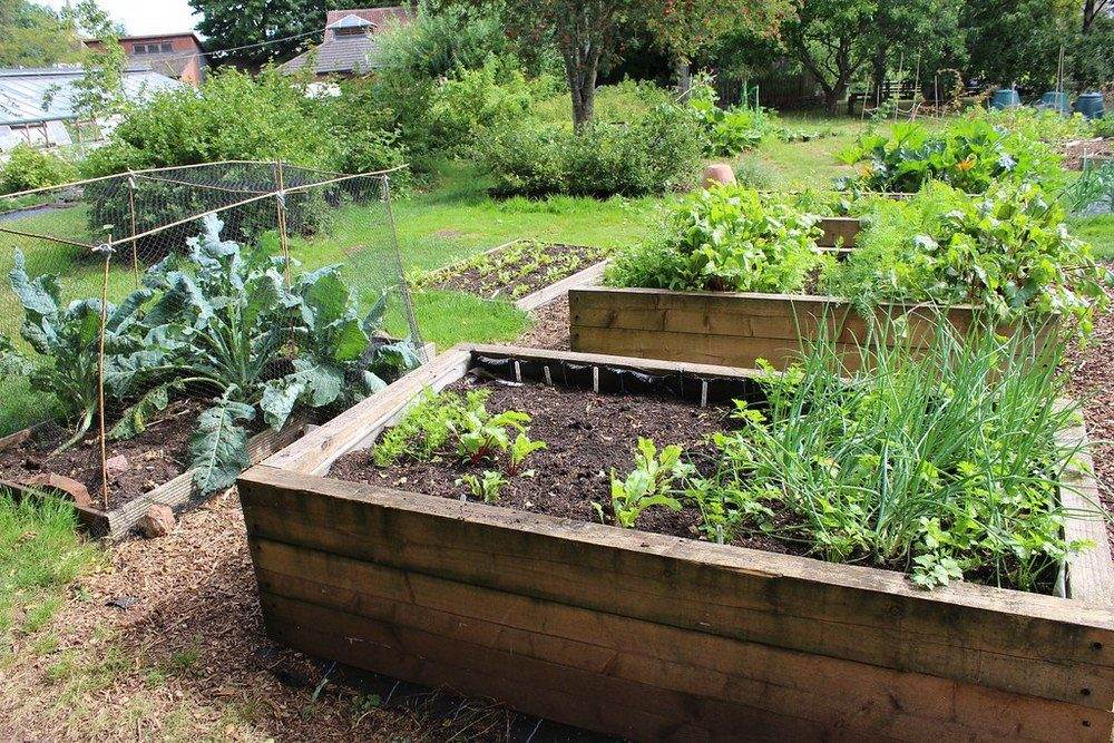 Raised Garden Beds