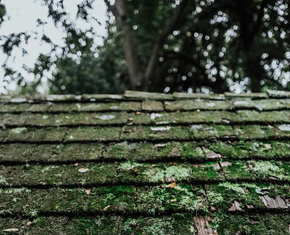 Roof maintenance for algae