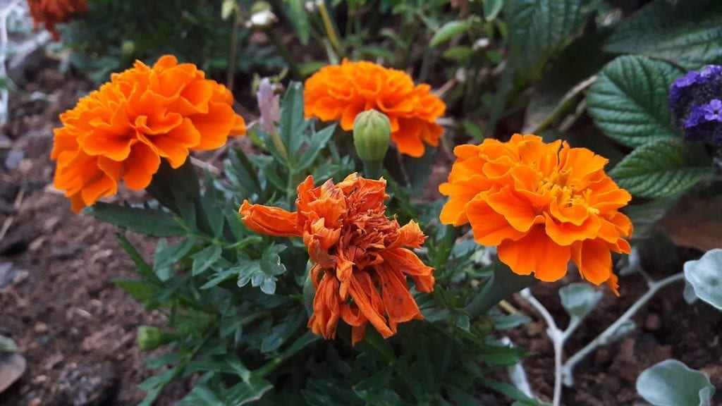 Growing Marigolds