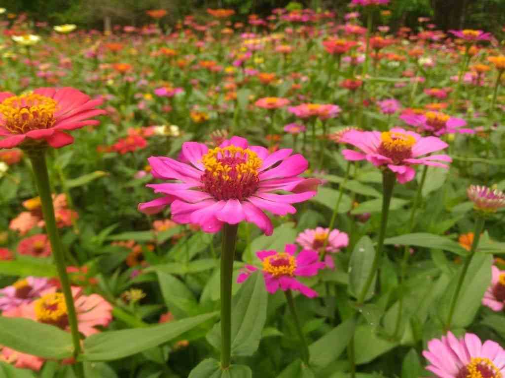 Growing Zinnias