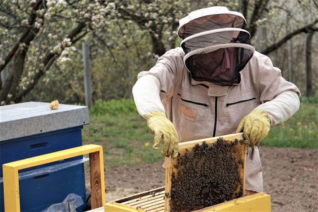 BEEKEEPING