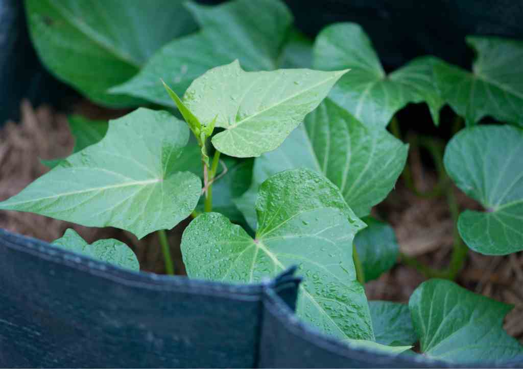 With grow bags, you can transform even the smallest areas into productive vegetable gardens.