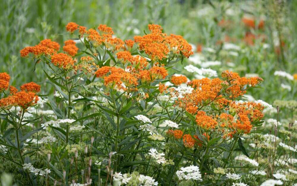 Native plants are naturally adapted to the specific climate, soil, and environmental conditions of a particular region.