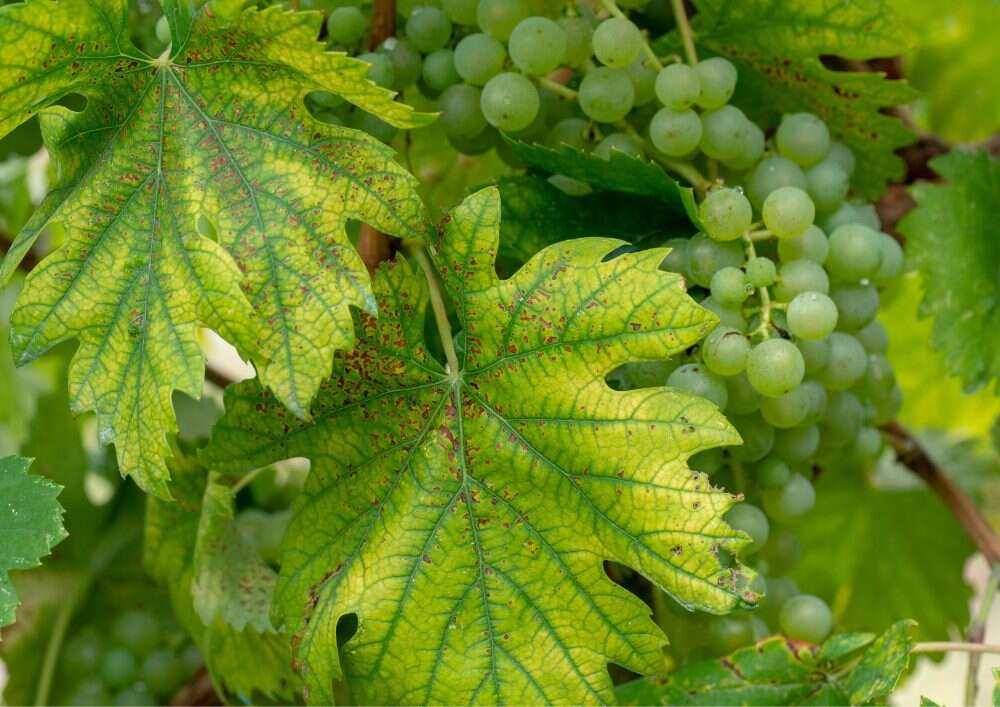 Regularly observe your plants for any changes in appearance, including discoloration, wilting, or unusual growth patterns.