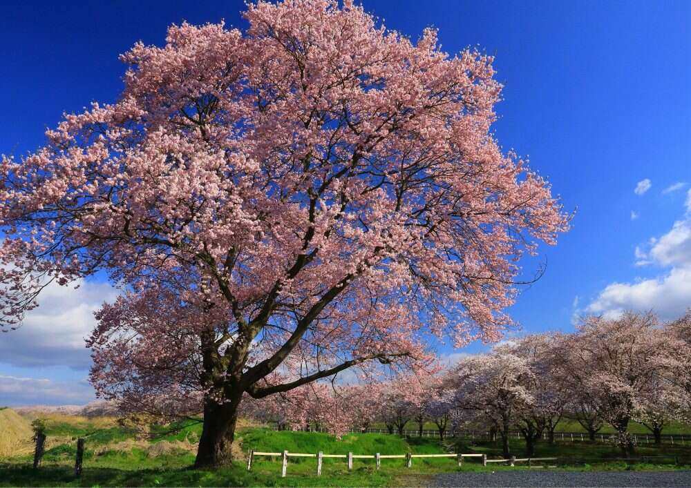 Willow trees are perfect for any landscape.