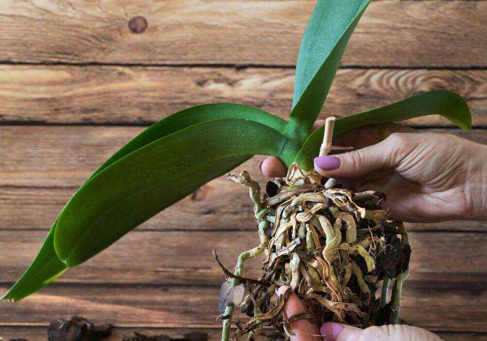 An image of a transfer process for an article about "repot an orchid"