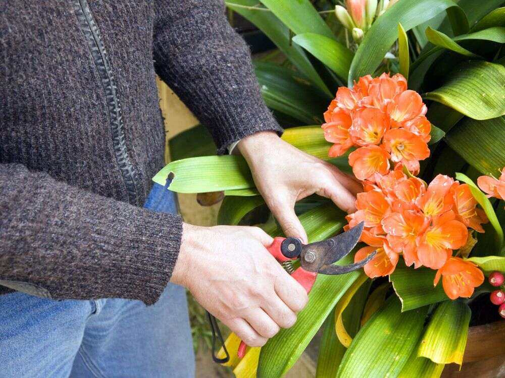 An image of a person tending a cut flower garden.