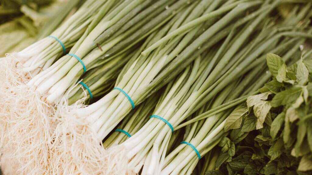 An image of freshly grown scallions for an article about how to grow scallions.