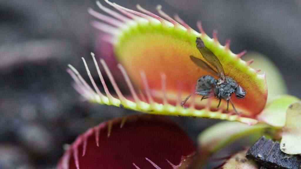 An image of a venus fly trap.
