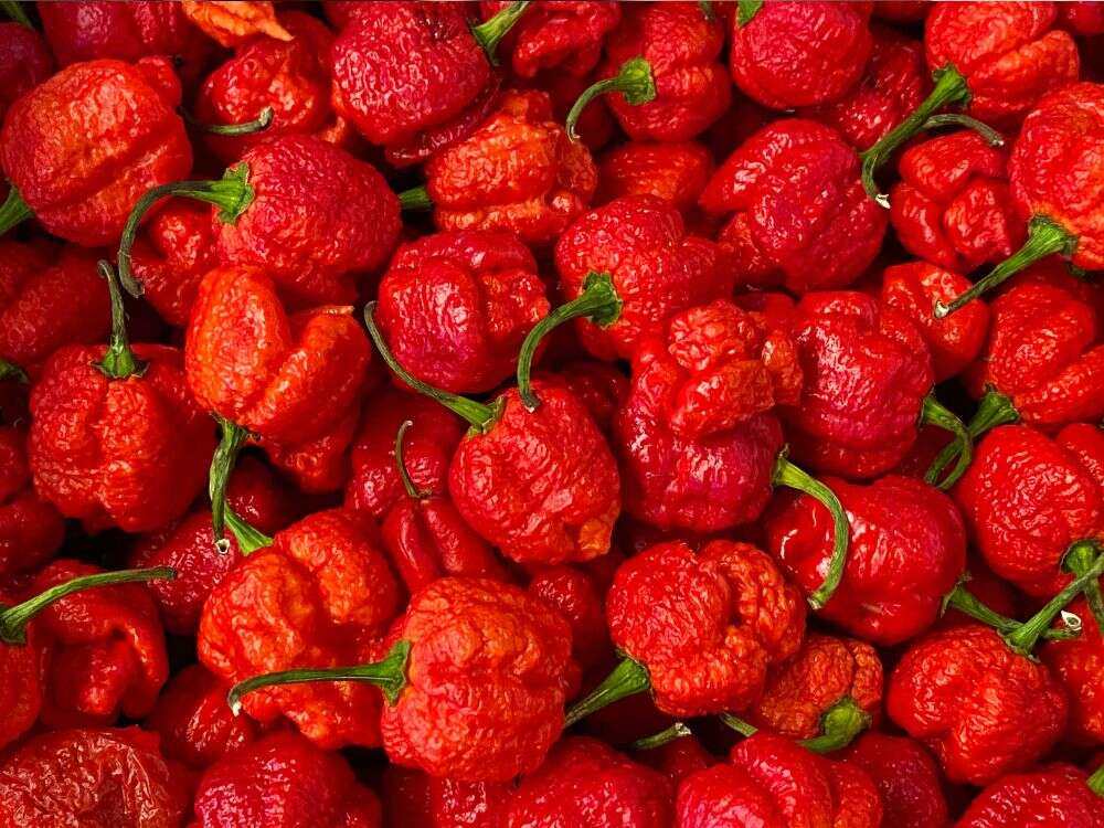 An image of carolina reapers for an article about growing them.
