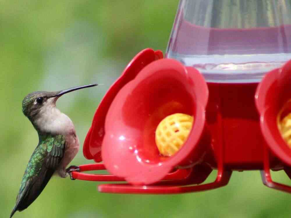 An image of a hummingbird and a feeder for an article about hummingbird food.
