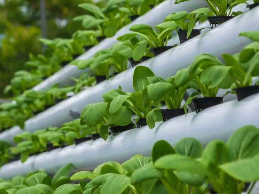 An image of a hydroponic herb garden.