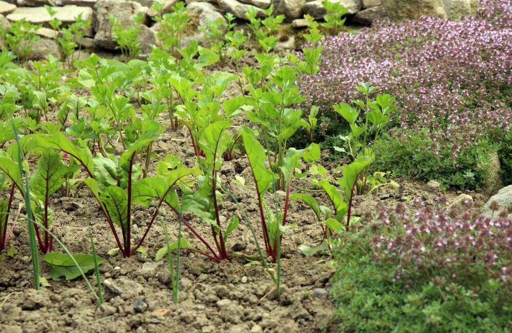 An image of home intercropping in process.