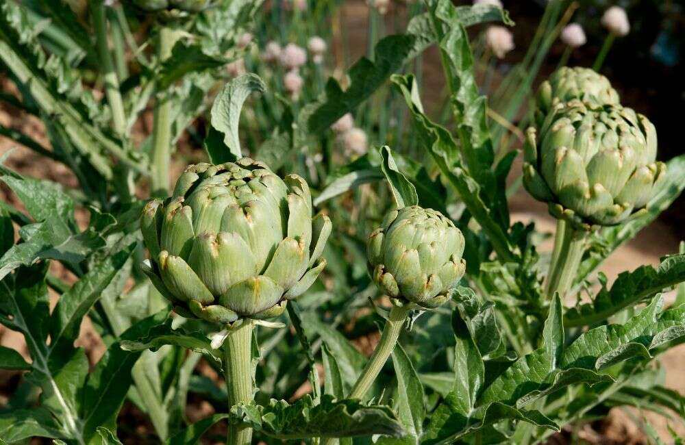 An image of artichoke vegetables.