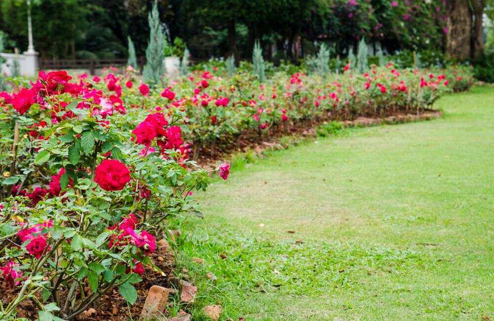 An image of a rose bush for an article about how to grow roses.