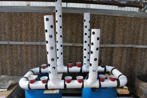 PVC Aquaponic System