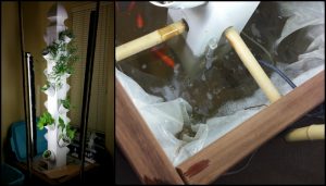 Cool Vertical Aquaponic Garden - Features a 2-in-1 Garden and Fish Tank!