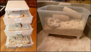 DIY Mealworm Farm